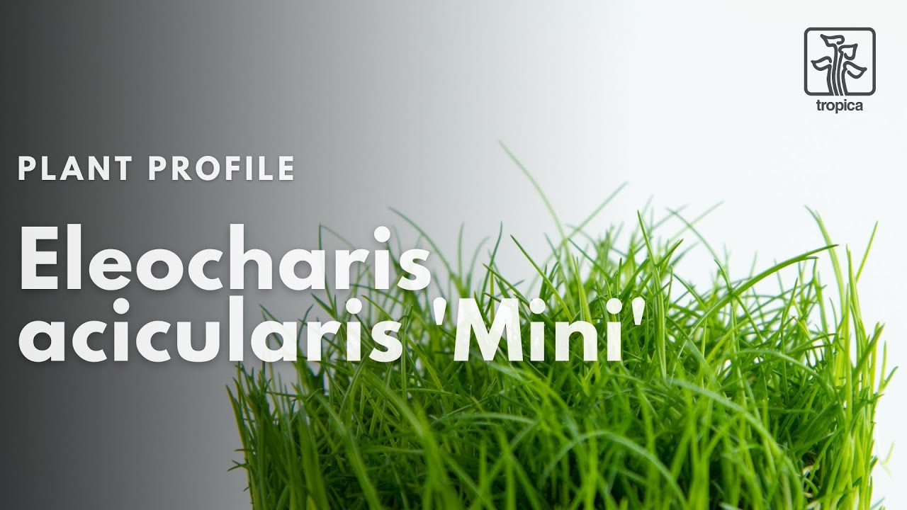 Eleocharis pusilla | previously known as 