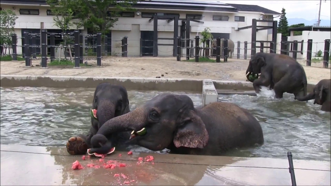 「ゾウさんおたべやすスイカｉｎプール」京都市動物園　2017年7月