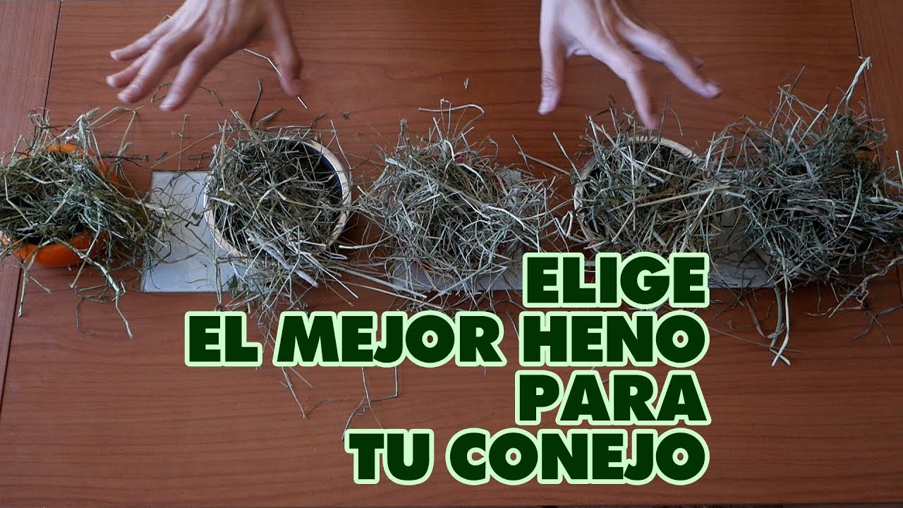 HENO PARA CONEJOS 🌱 Elige EL MEJOR HENO para tu conejo