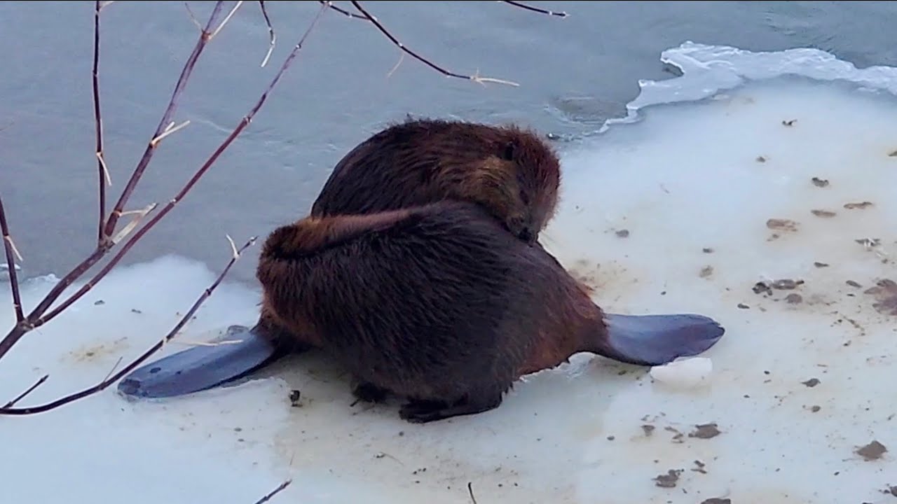 2 Beavers on Icy Riverbank