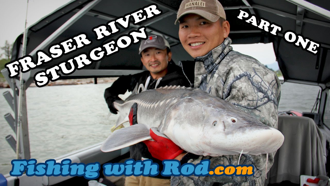 Fishing with Rod: Fraser River Sturgeon, Part One