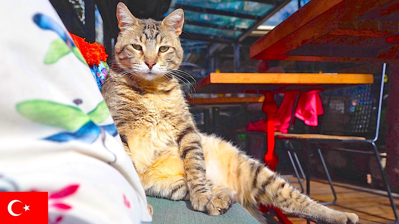 Самый Расслабленный Кафе-Кот в Стамбуле [4K]