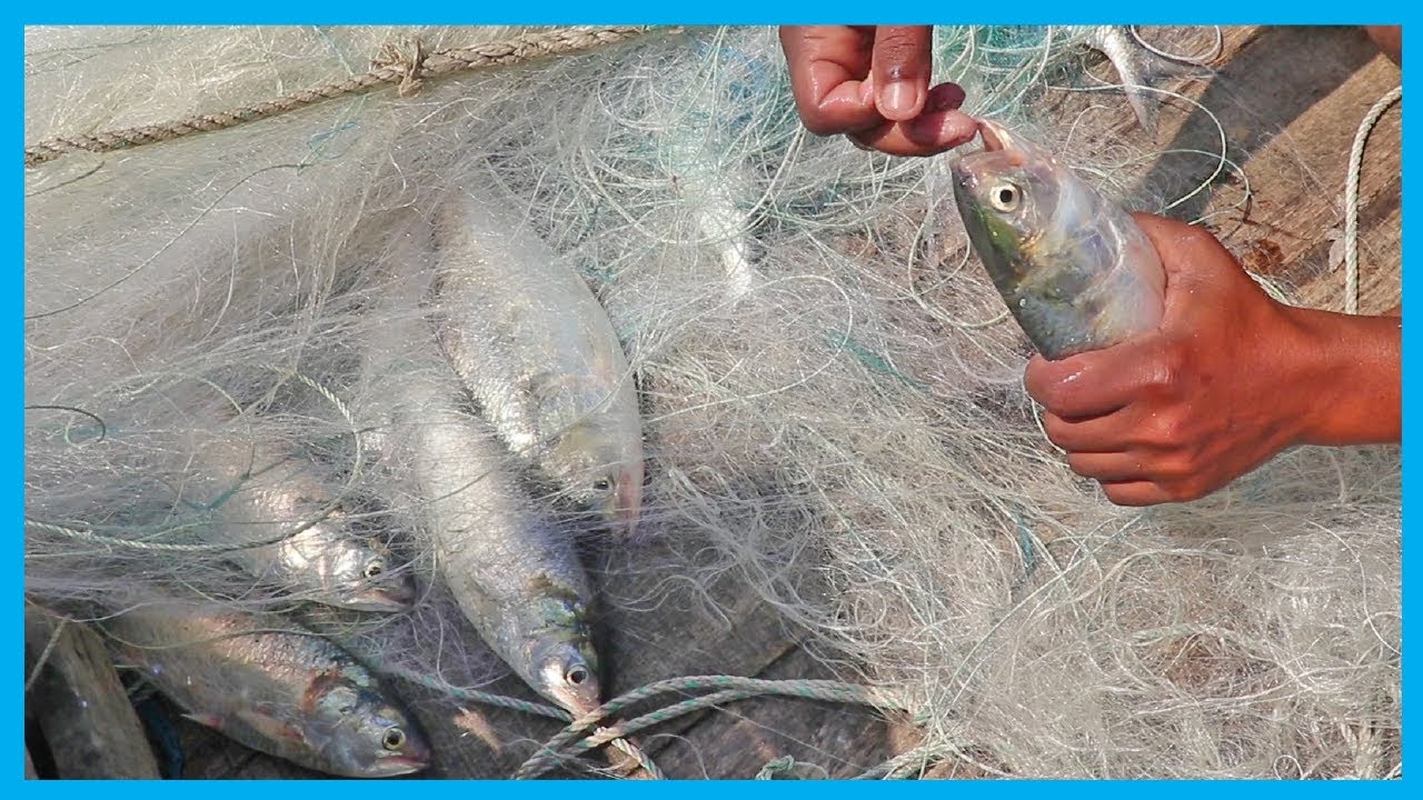 New Hilsa Fish Video | Fish Corn