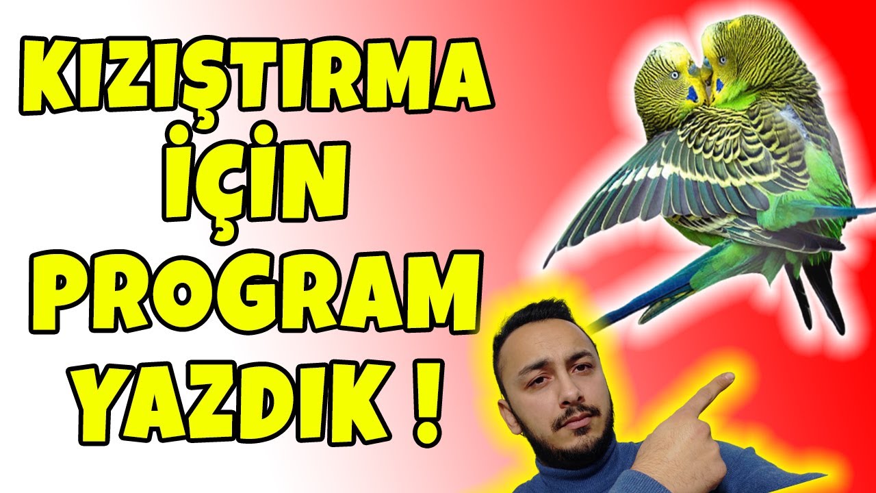 KIZIŞTIRMA BAKIM TABLOSU HAZIRLADIK ! MUHABBET KUŞLARINIZ ÇILDIRACAK