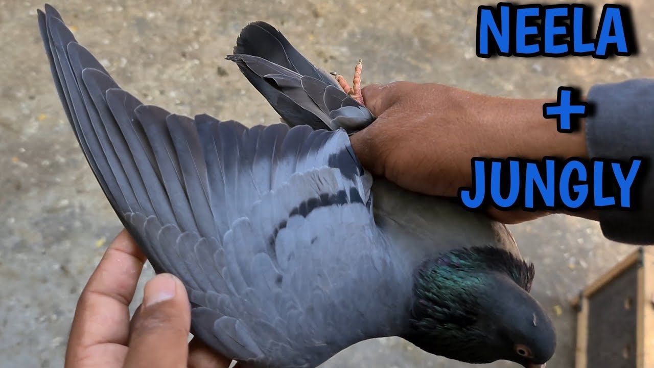 Blue Pigeon + Green Pigeon = ? Pakistani Pigeon Breeds
