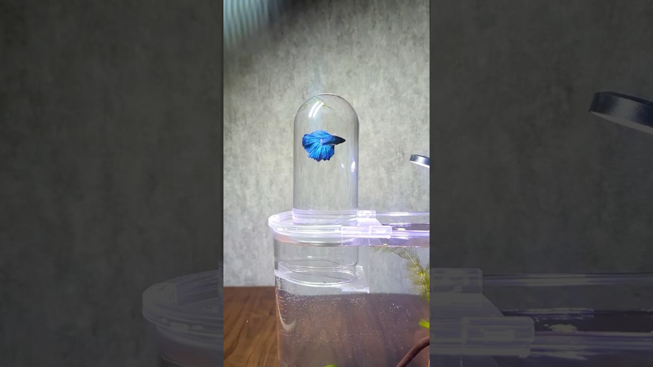 Unboxing 📦 inverted aquarium for betta 🐠 