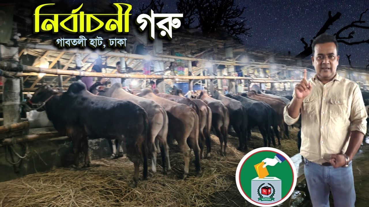 গাবতলী হাটে প্রচুর পরিমাণে 'নির্বাচনী গরু উঠেছে, দামেও কম' cow price in Bangladesh