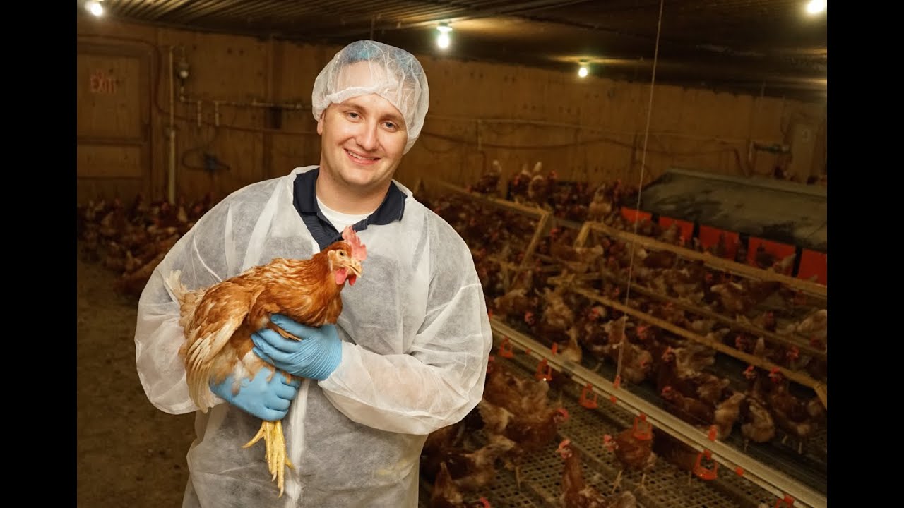 Dr. Wilson cares for hens laying supermarket eggs