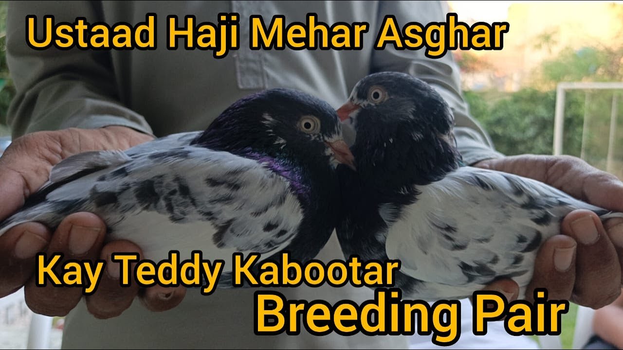 USTAD HAJI MEHAR  ASGHAR KAY TEDDY KABOOTAR BREEDING PAIR