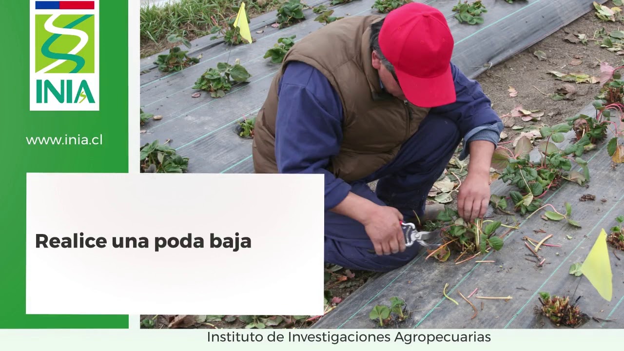 Cultivo de frutillas 6: Poda_INIA Kampenaike