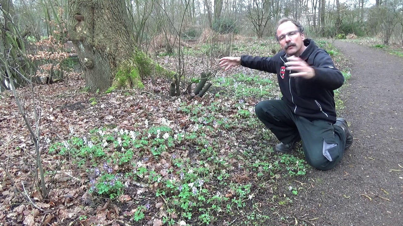 Plant van de Maand - Maart 2019
