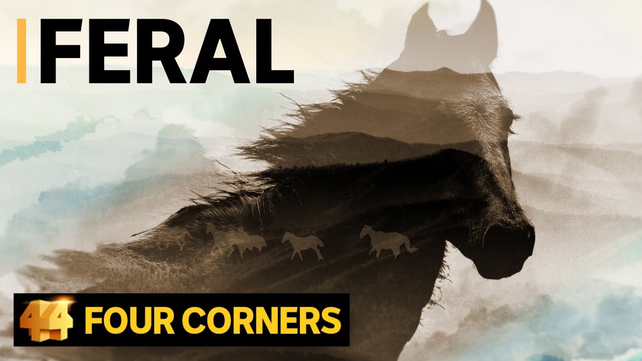 Brumby battle: The culture war over Australia&rsquo;s wild horses, Kosciuszko National Park | Four Corners
