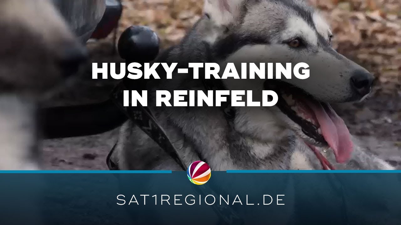 Training mit Husky-Schlittenhunden in Reinfeld