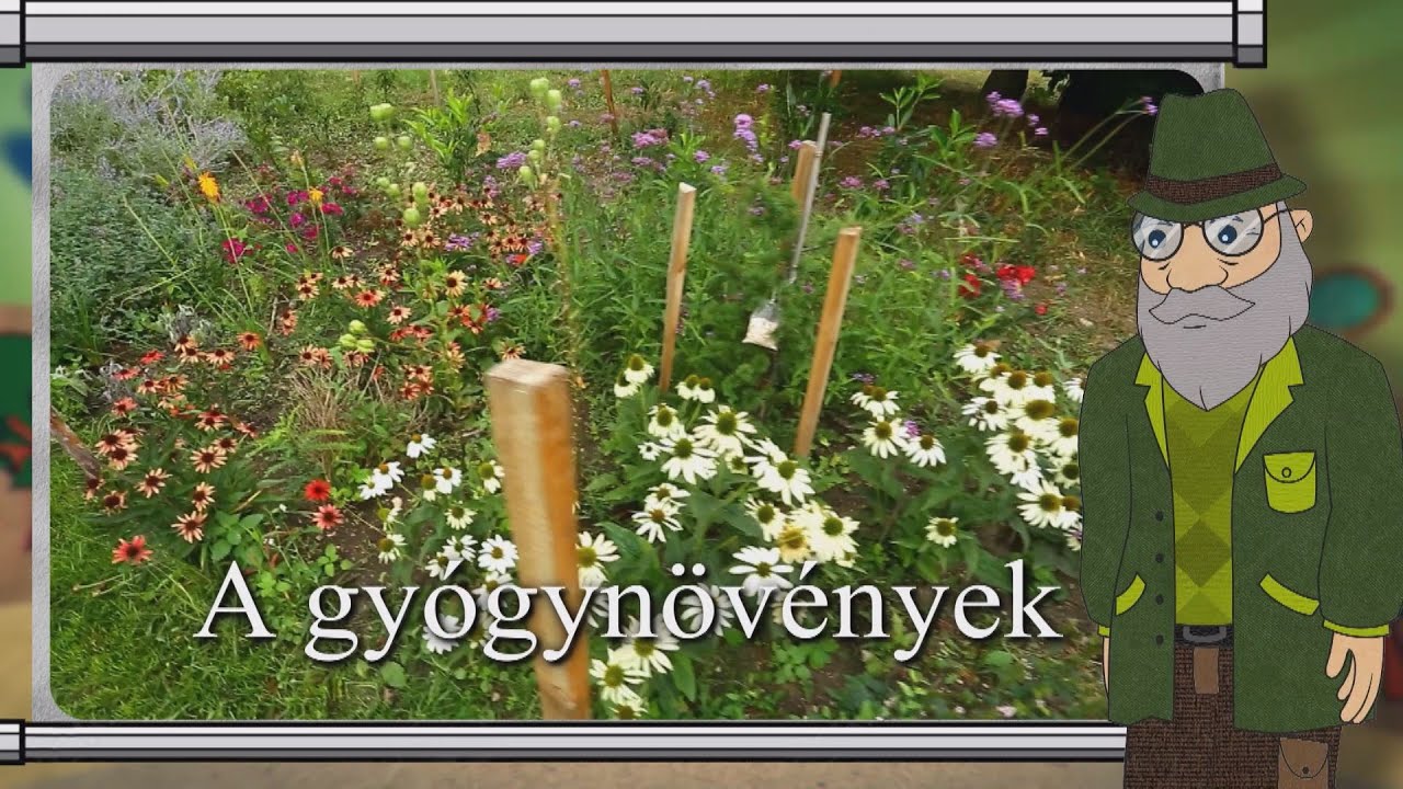 Erdő Ernő bácsi meséi - Mik azok a gyógynövények?