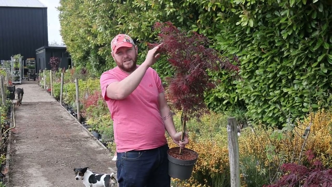 Plant Profile: Acer Palmatum Dissectum 