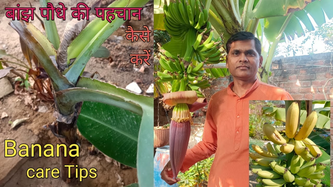 कुछ जरूरी कार्य जो केले के पौधे में करने चाहिए#total care tips for banana