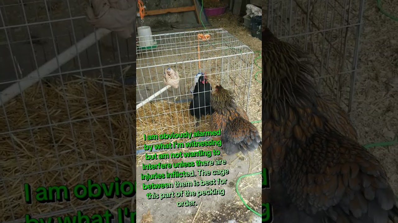 Days 1 & 2 of introducing Carlotta (the stray chicken) to my existing flock of 11 hens. 