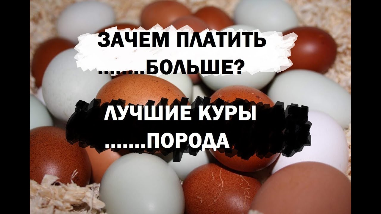 Самая лучшая порода кур. Самые выгодные куры в хозяйстве - куры породы леггорн