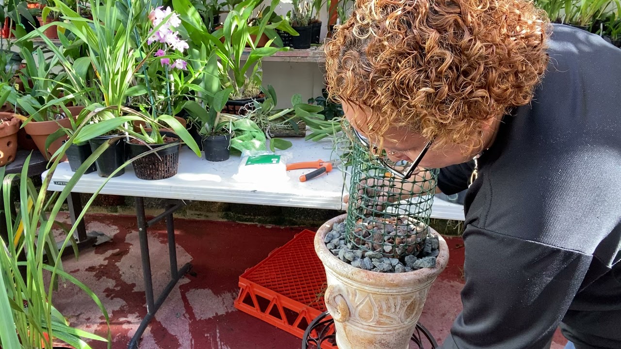 The Orchids Palace/ Montando Vandas en Cilindros