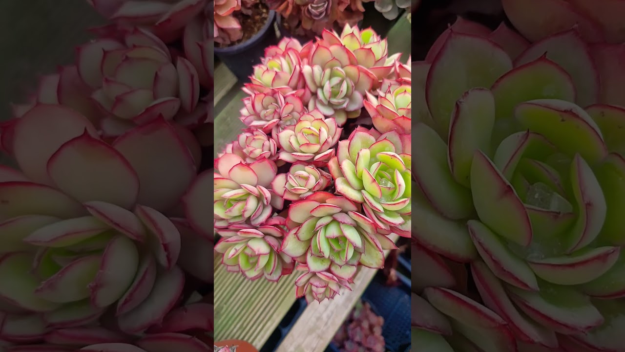 #다육 #succulent #깨누네다육 역쉬 파나메라~~~~