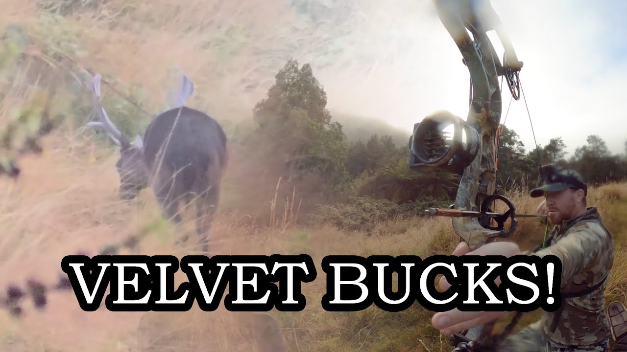 Big Rams and Velvet Bucks - Summer Bowhunting on Wairangi Station