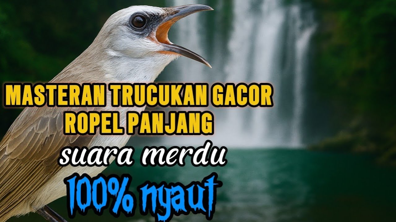 suara trucukan gacor ropel panjang untuk pancingan trucuk agar bunyi