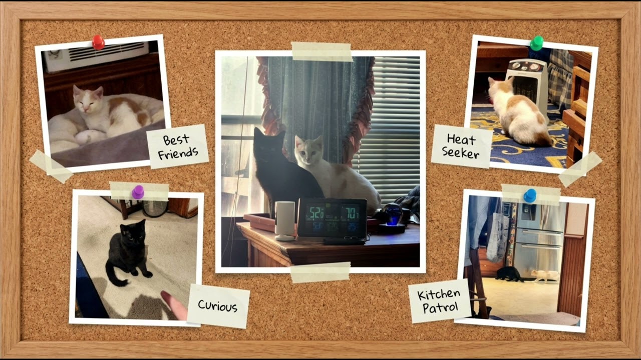 JAZZ RESCUE CATS - TIP & BABY'S NEW HOME
