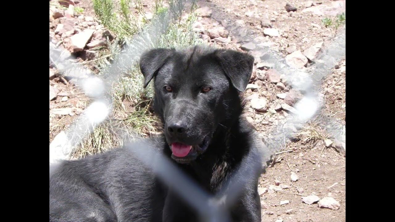 Mission Wolf, 2010
