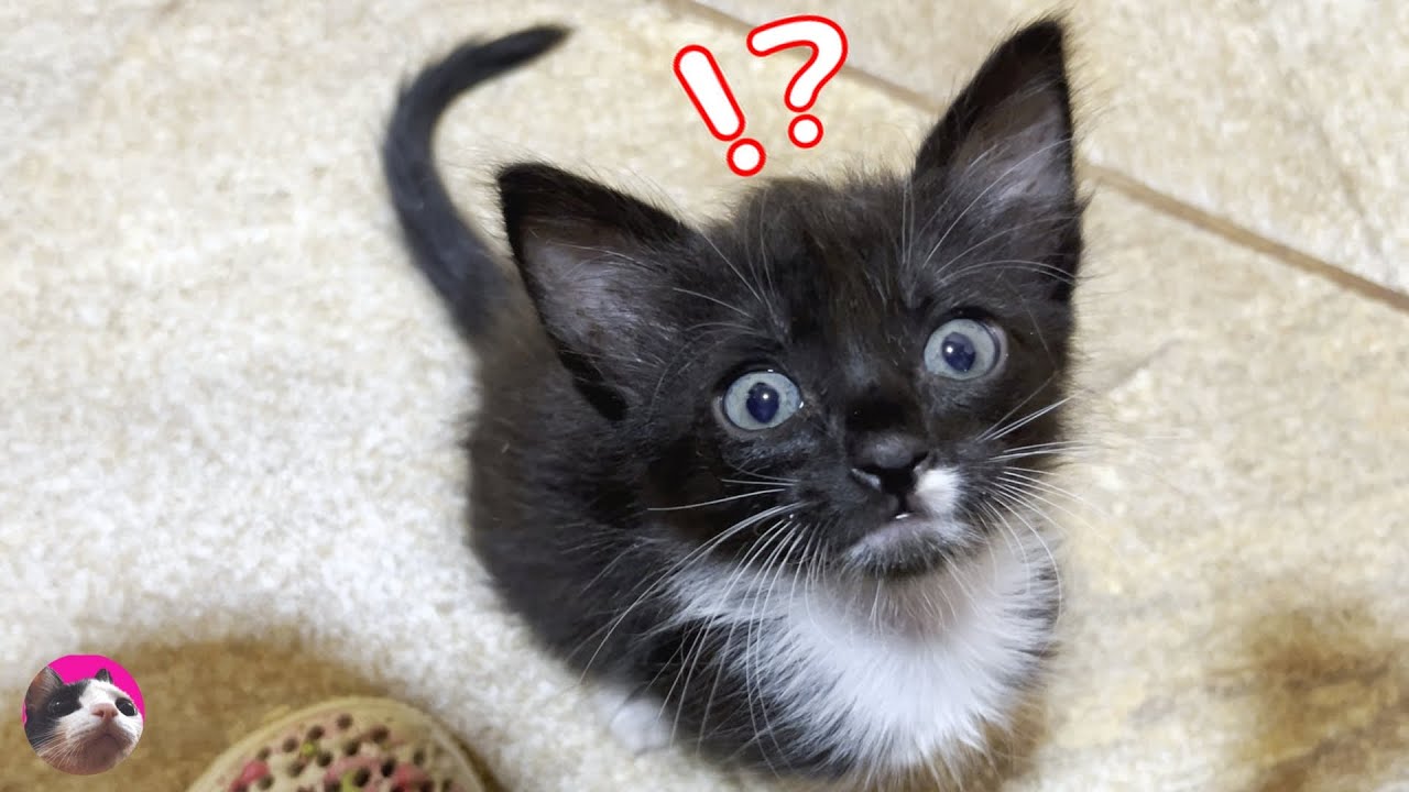Спасенный котенок заметил домашних кошек, услышав их мяуканье