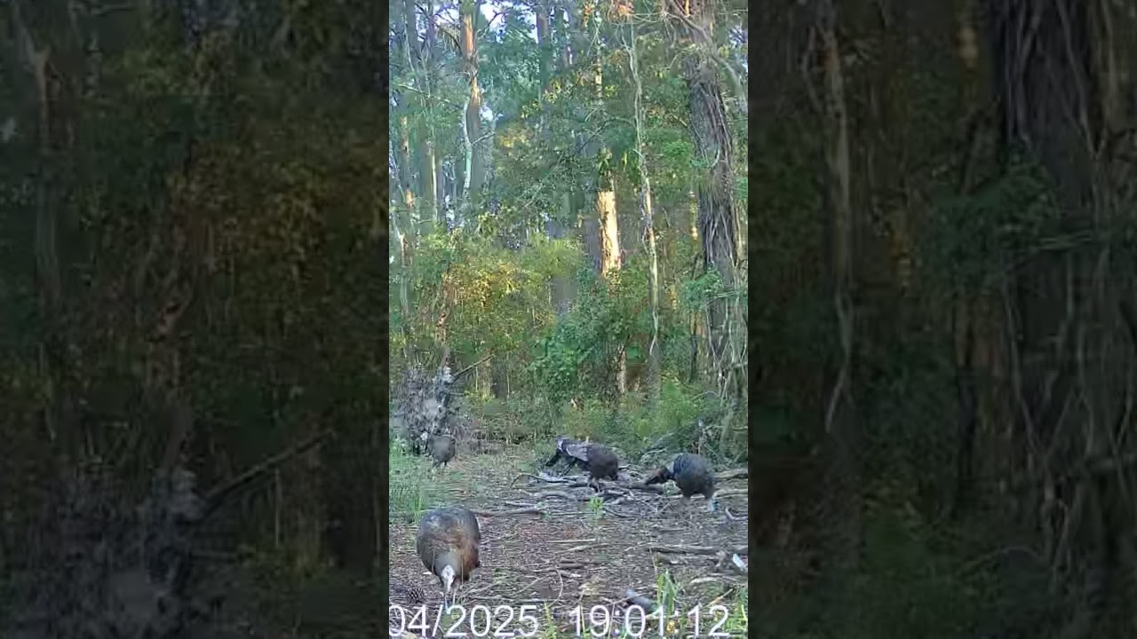 Turkeys eating all my deer corn.  