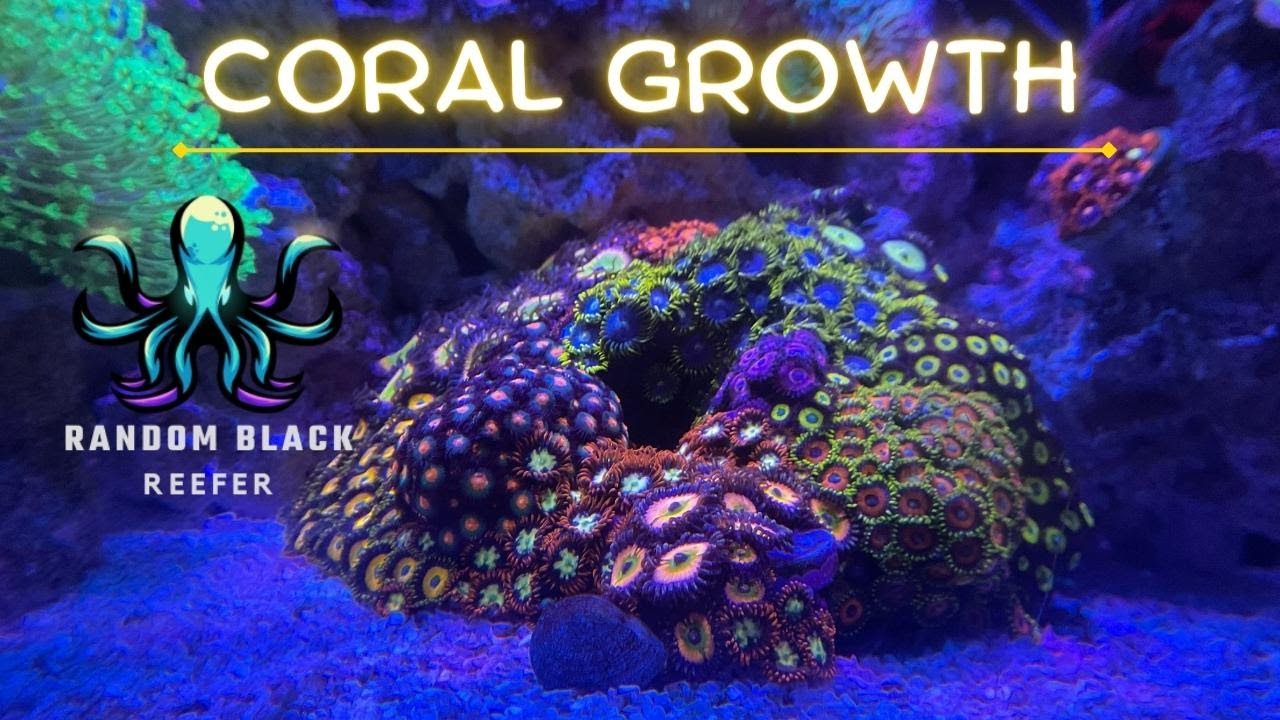 Revealing My Insanely Gorgeous 80 Gallon Mixed Reef Tank!