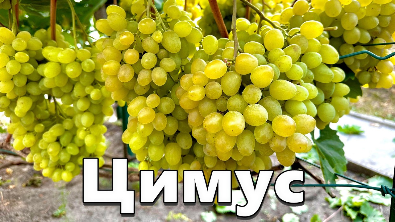 Виноград Цимус - обзор
