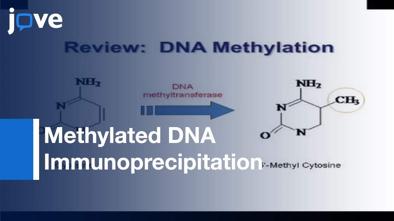 Methylated DNA Immunoprecipitation l Protocol Preview