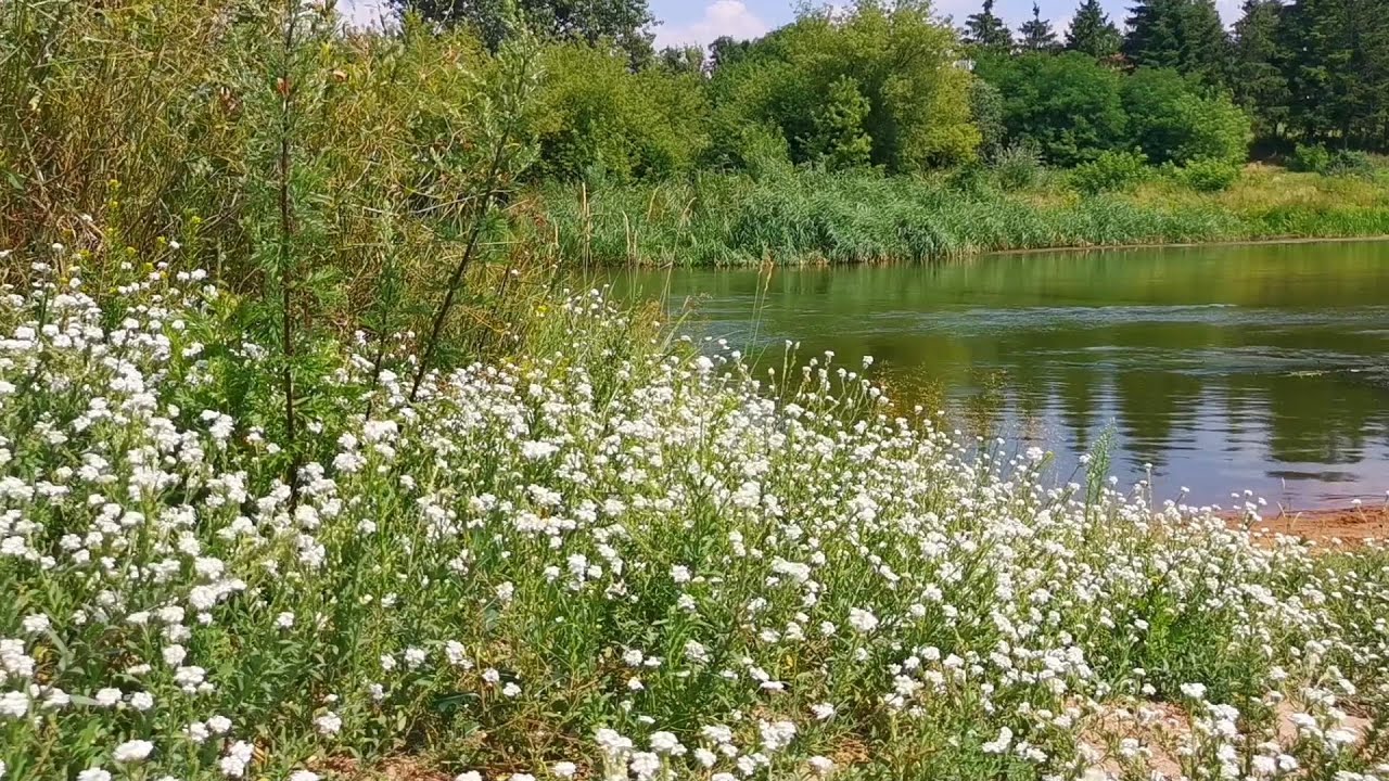 Kwiecista łąka nad wartką rzeką. Szum wody, śpiew ptak&oacute;w. Relaks. Asmr. Odpoczynek i medytacja. Sen