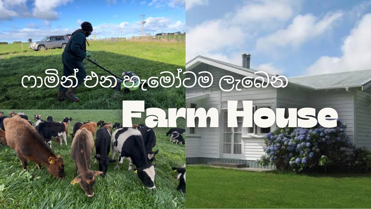 සුන්දර ගොවිපලක් ඇතුලේ ඡිවත් වෙනව කියන්නෙ වෙනම එකක් //Dairy farming In New zealand #travelfarmer