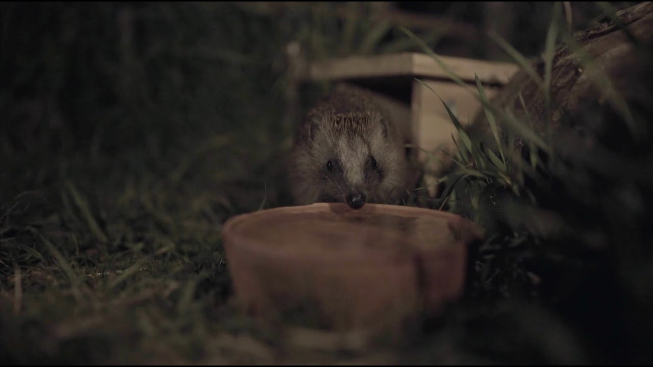 Het verborgen leven van egels in de tuin  (korte film)