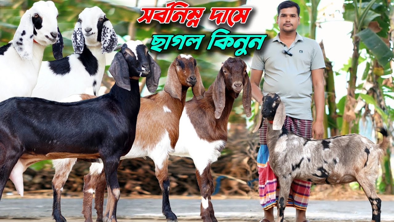 সর্বনিম্ন দামে ছাগল কিনুন। উন্নত জাতের ছাগল।