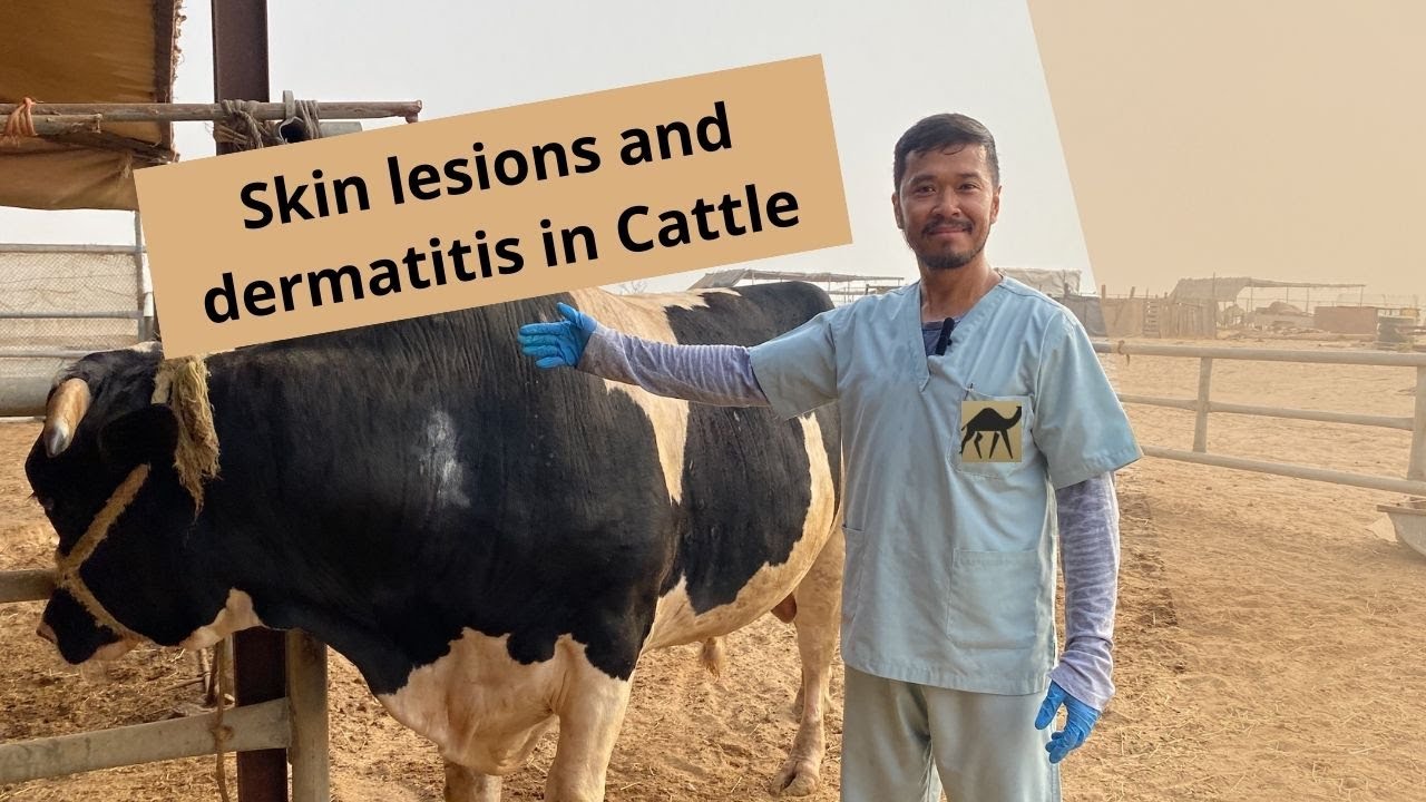 Skin lesions and dermatitis in Cattle