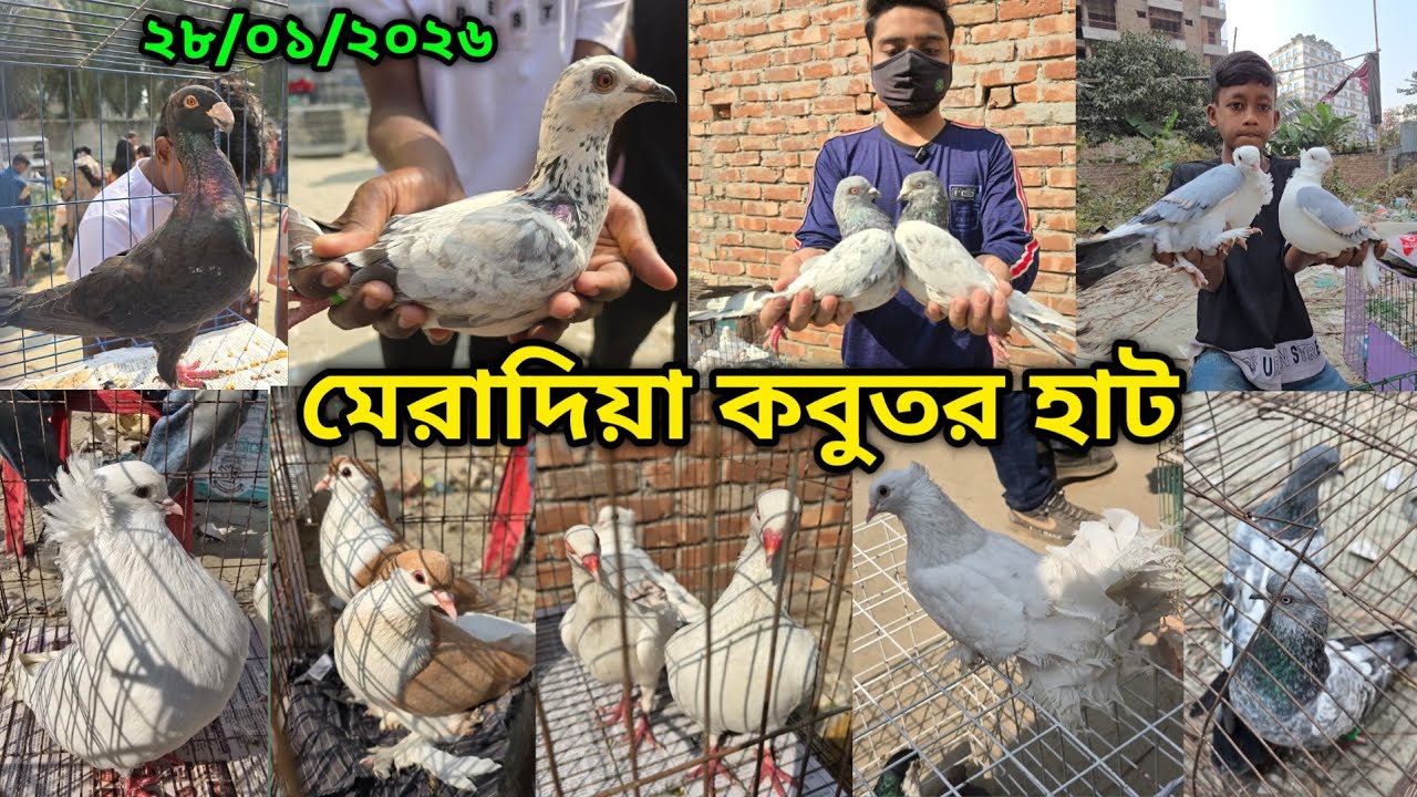 28/01/2026 Meradiya Pigeon Hat | Meradiya Pigeon Market 2026 | Meradiya kobutor hat 2026 |pigeon hat