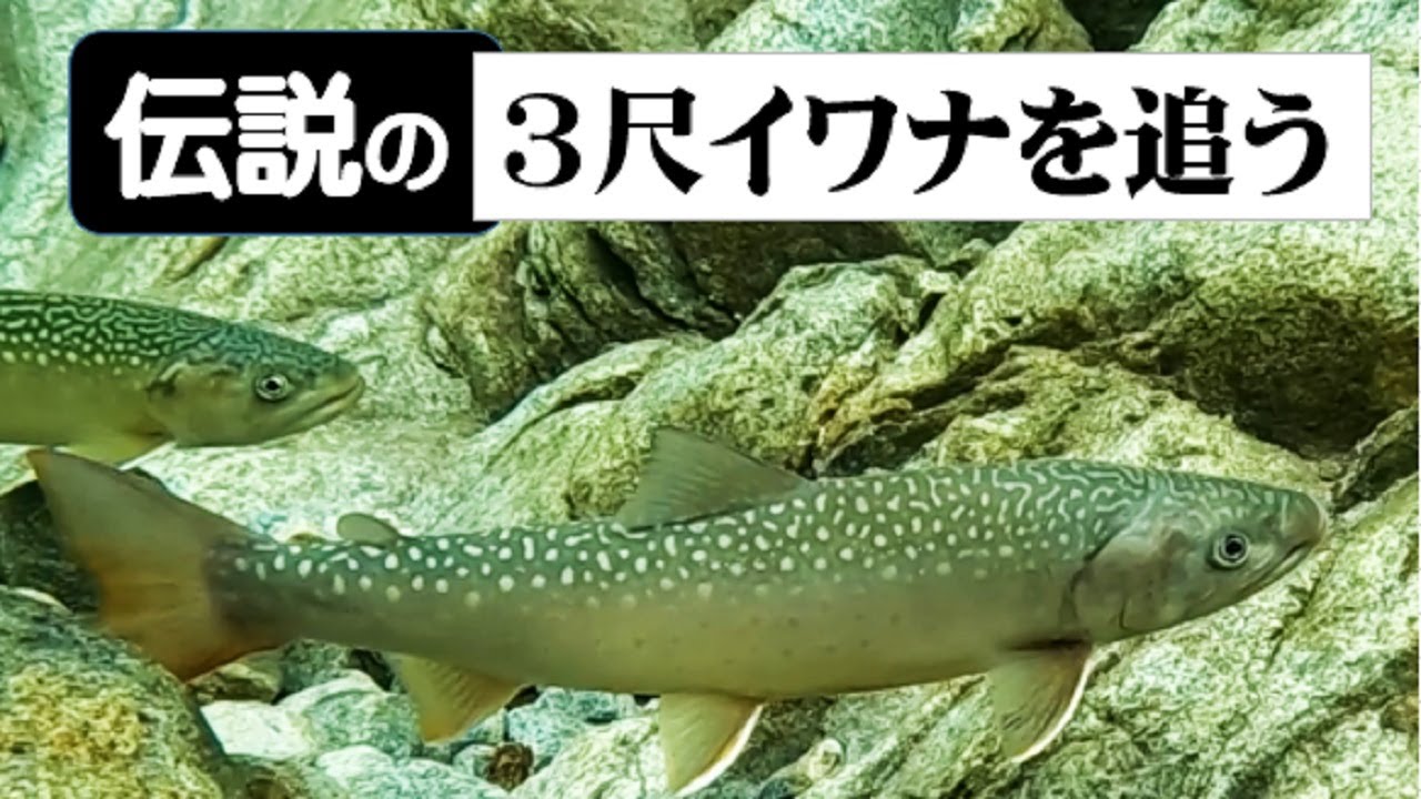 伝説の３尺イワナを追う　テンカラと餌釣り　源流釣行