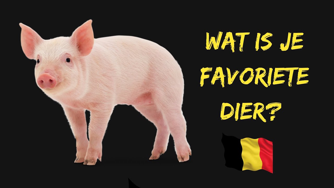 Dieren uit België - Leer Nederlands met deze flashcardvideo 🇧🇪