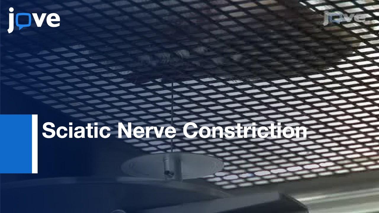 Sciatic Nerve Constriction and Pain Hyersensitivity Testing