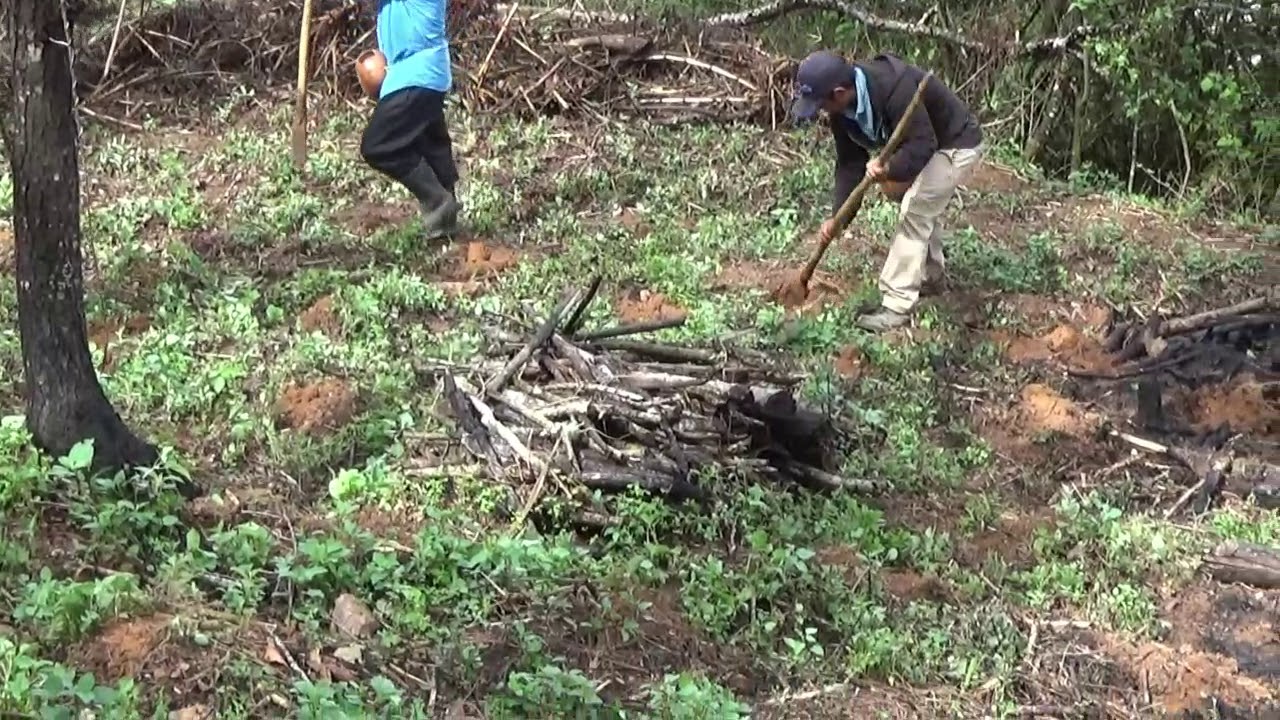 Sembrando maíz (San Francisco Yateé) sierra norte Oaxaca México