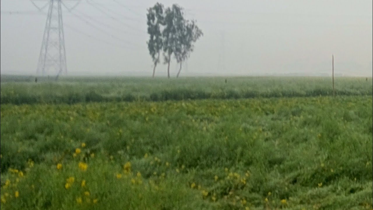 সকাল বেলার সরিষার খেত দেখানো