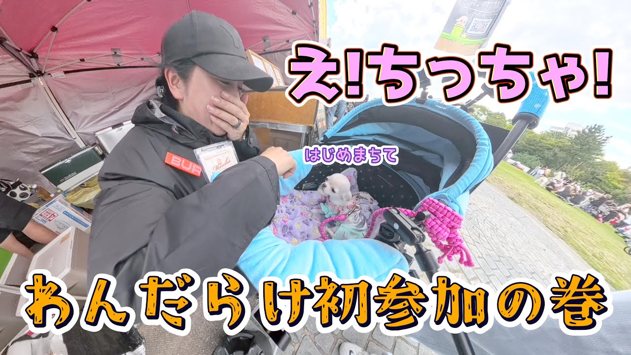 【わんだらけ】子犬チワワ、初参加でまさかの撮影会状態！それでも爆睡ｗｗ