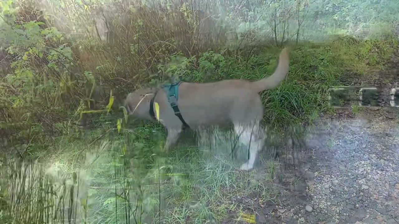 The Misadventures of Bella and Mark - November 2024 #dogwalking #kennetandavoncanal #thatcham