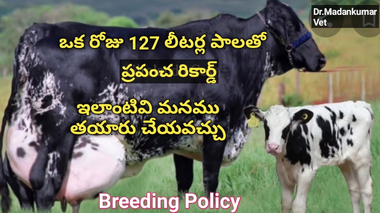 Worlds Highest Milking Cow with 127kgs Milk per Day | ఇలాంటి ఆవులు మనము తయారు చేయవచ్చు