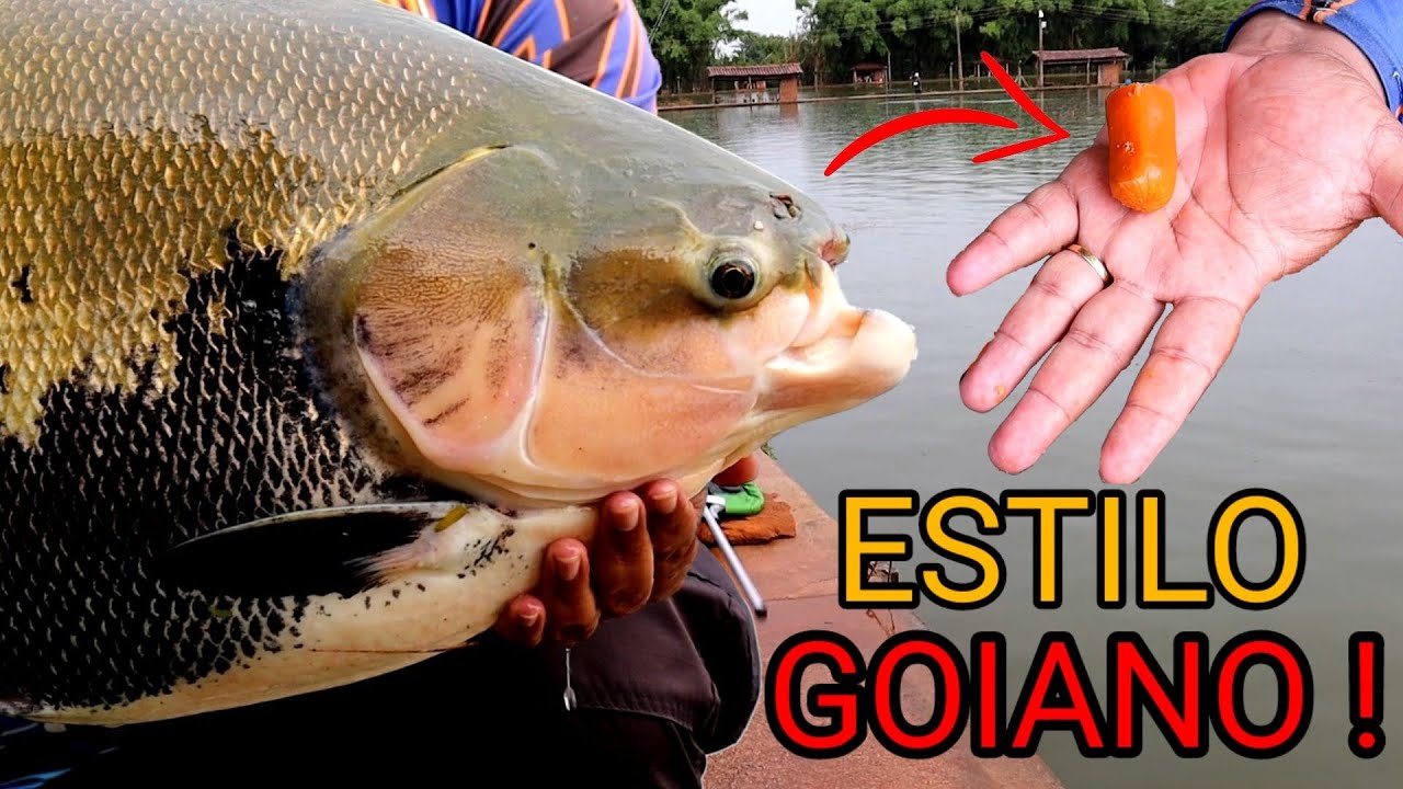 APRENDENDO O ESTILO GOIANO ! Passo a Passo com Wilker Cabral - (Clube de Pesca Oliveira)