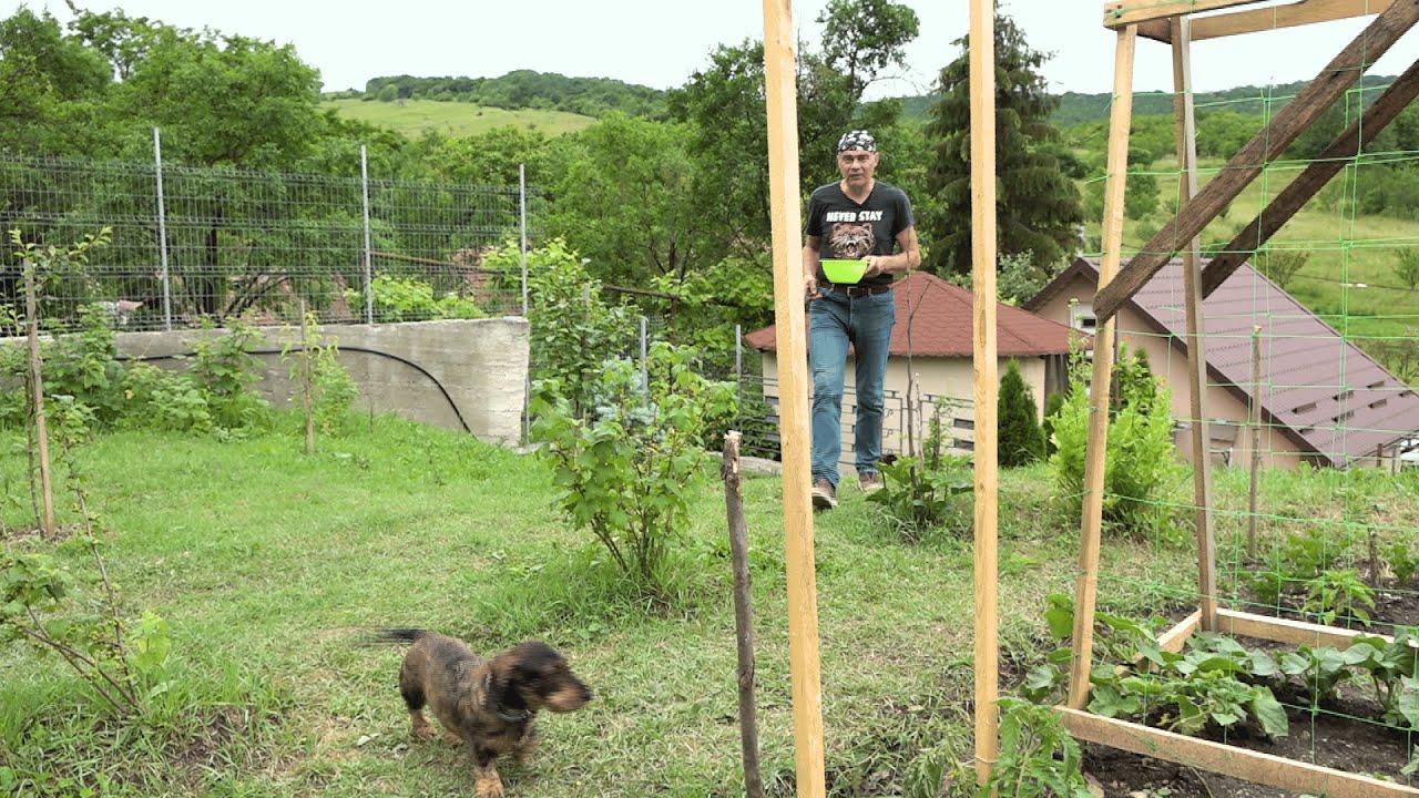 Dovlecei umpluți