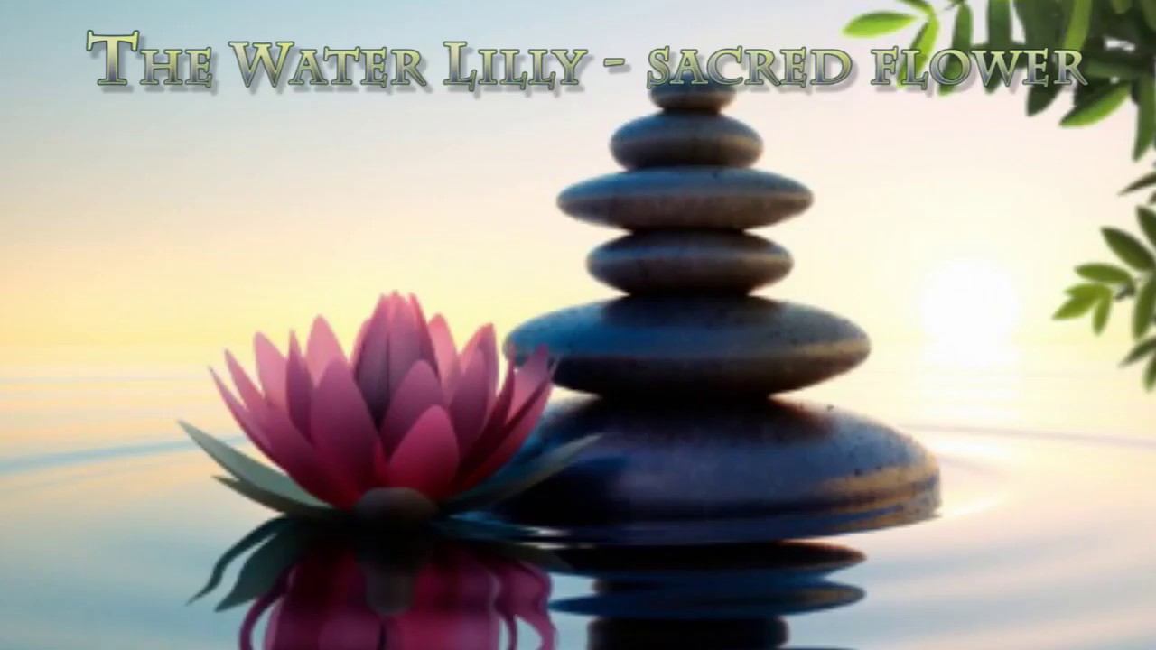 Water Lilly Sacred Flower - Hinduism, Jainism, Buddhism, Sikhism, Kemetic Beliefs, Greek  mythology